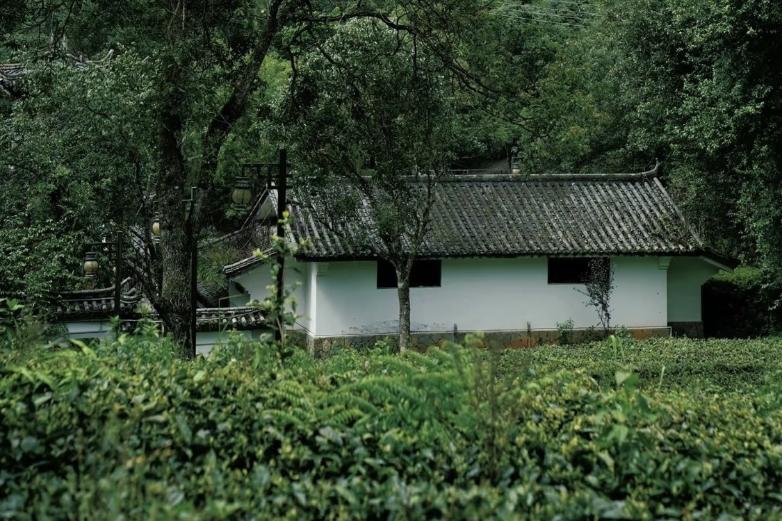 China Pu'er Tea Expo Garden